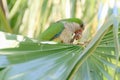 Green parrot in Fuerteventura, Canary Islands Royalty Free Stock Photo