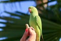 Green parrot in Fuerteventura, Canary Islands Royalty Free Stock Photo