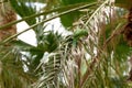 Green parrot in Fuerteventura, Canary Islands Royalty Free Stock Photo