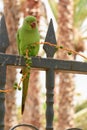 Green parrot in Fuerteventura, Canary Islands Royalty Free Stock Photo