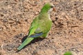 Green parrot in Fuerteventura, Canary Islands Royalty Free Stock Photo