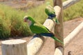 Green parrot in Fuerteventura, Canary Islands Royalty Free Stock Photo