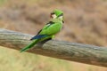 Green parrot in Fuerteventura, Canary Islands Royalty Free Stock Photo