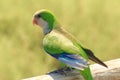 Green parrot in Fuerteventura, Canary Islands Royalty Free Stock Photo