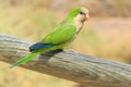 Green parrot in Fuerteventura, Canary Islands Royalty Free Stock Photo