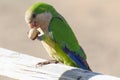 Green parrot in Fuerteventura, Canary Islands Royalty Free Stock Photo