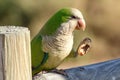 Green parrot in Fuerteventura, Canary Islands Royalty Free Stock Photo