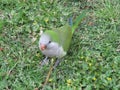 Green parrot in the grass.Wild parrots of Barcelona.