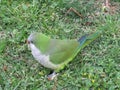 Green parrot in the grass.Wild parrots of Barcelona.