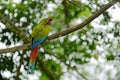 Green parrot Great-Green Macaw, Ara ambigua on pal tree. Wild rare bird in the nature habitat, sitting on the branch in Costa Rica