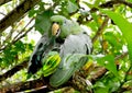 Green Parrot in the jungle Royalty Free Stock Photo
