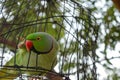 Parrot in a cage with bokeh background Royalty Free Stock Photo