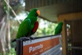 A green parrot at the Kuala Lumpur Birdpark Royalty Free Stock Photo