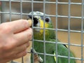 Green Parrot in a cage being fed a peanut Royalty Free Stock Photo