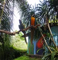 Green parrot and macaw bird stand on tree branch.