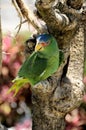 Green parrot, Mexico Royalty Free Stock Photo