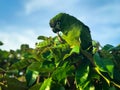 A beautiful Green Parrot or Conure Parrot in its natural habitat.