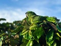 A beautiful Green Parrot or Conure Parrot in its natural habitat.