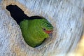 Green parrot peeking from tree hole Royalty Free Stock Photo