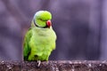 Green Parrot Perched on a Log With Red Beak and Bright Green Plumage Royalty Free Stock Photo