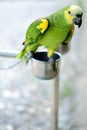 Green Parrot perched on metal stand, pet, psittacine, bird Royalty Free Stock Photo