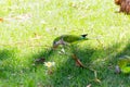 a green parrot picking up a wooden stick with its beak in the background grass, white flowers