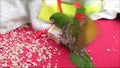 Green parrot playing with toys