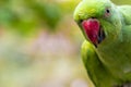 Green parrot , portrait staring into the camera