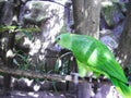 Green Parrot Psittacara holochlorus Royalty Free Stock Photo