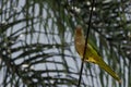 Green parrot, psittacoidea, standing on a wire with leafy branch