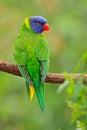 Green parrot. Rainbow Lorikeets Trichoglossus haematodus, colourful parrot sitting on the branch, animal in the nature habitat, Au Royalty Free Stock Photo