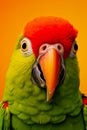 Green parrot with red beak on orange background Royalty Free Stock Photo