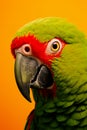 Green parrot with red beak on orange background Royalty Free Stock Photo