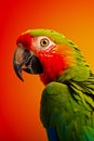 Green parrot with red beak on orange background Royalty Free Stock Photo