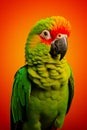 Green parrot with red beak on orange background Royalty Free Stock Photo