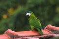 Green parrot on the roof of a house with a blurred background of green nature. Parrot also known as Maritaca bird in Brazi Royalty Free Stock Photo