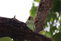 Green parrot perching and sleeping on tree branch outdoors Royalty Free Stock Photo