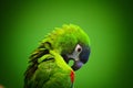 Green parrot scratch oneself