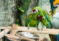 Green Parrot scratching each other grooming Royalty Free Stock Photo