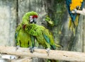Green Parrot scratching each other grooming Royalty Free Stock Photo