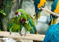 Green Parrot scratching each other grooming in the zoo. Focus Royalty Free Stock Photo