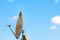 Green parrot sits on a old parabolic antenna dish on the blue sky background Royalty Free Stock Photo