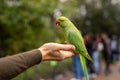 Green parrot sitting on a hand and eating nuts in a park in London. Royalty Free Stock Photo