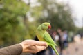 Green parrot sitting on a hand and eating nuts in a park in London. Royalty Free Stock Photo