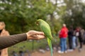 Green parrot sitting on a hand and eating nuts in a park in London. Royalty Free Stock Photo