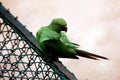 Green Parrot sitting on iron net fense.