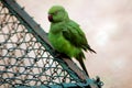 Green Parrot sitting on iron net fense.