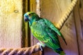 Green parrot sitting on a rope in an ornithological park.