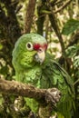 Green parrot sitting on a tree branch