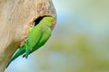 Green parrot sitting on tree trunk with nest hole. Nesting Rose-ringed Parakeet, Psittacula krameri, beautiful parrot in the natur Royalty Free Stock Photo